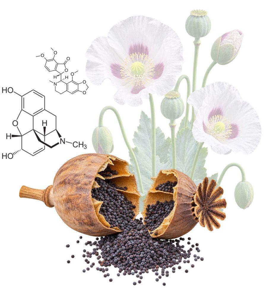 ◳ Opiové alkaloidy (jpg) → (originál)